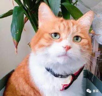 白皮|娱乐圈最新冷白皮冠军，生图让所有女星黯然失色！