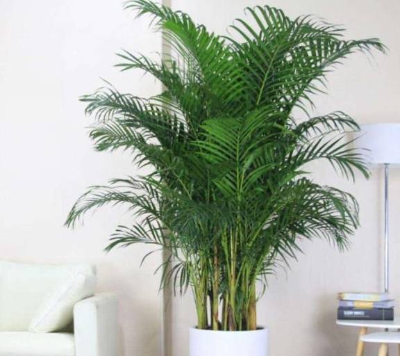 客厅最旺的植物有哪些 1c0268cd55c544bbbedfb7ef8fbf1a40.jpeg