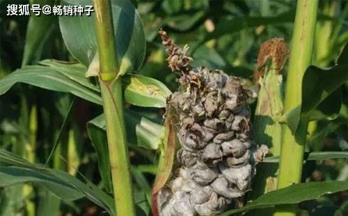 玉米长得不好是什么原因,和玉米种子质量有关系吗?