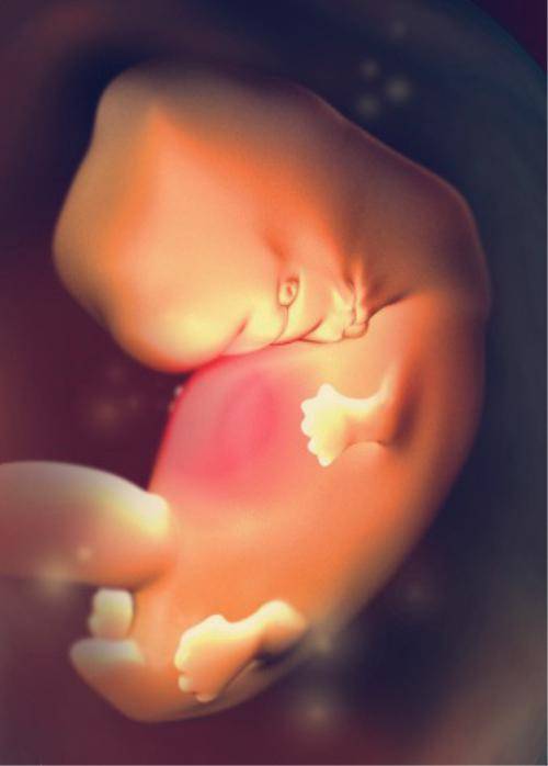 胎儿在肚子里什么样?十张图带你了解孕育全过程,每个人都该知道