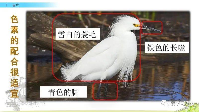 部编版小学语文五年级上册第1课《白鹭》视频微课 图文解读 知识要点