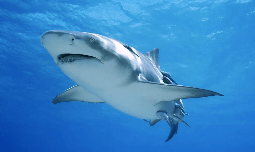 哪种动物一直在换牙