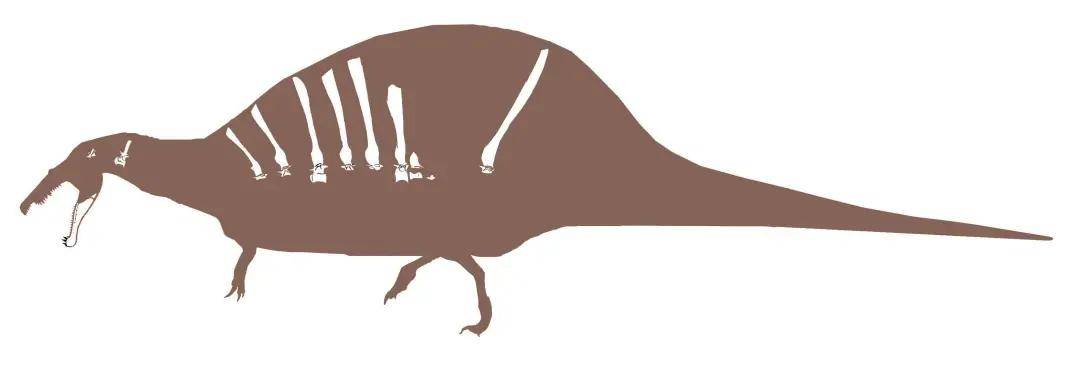 棘龙第一形态骨骼线图 体长可达14米,重达7吨的巨型食肉恐龙(图片来源