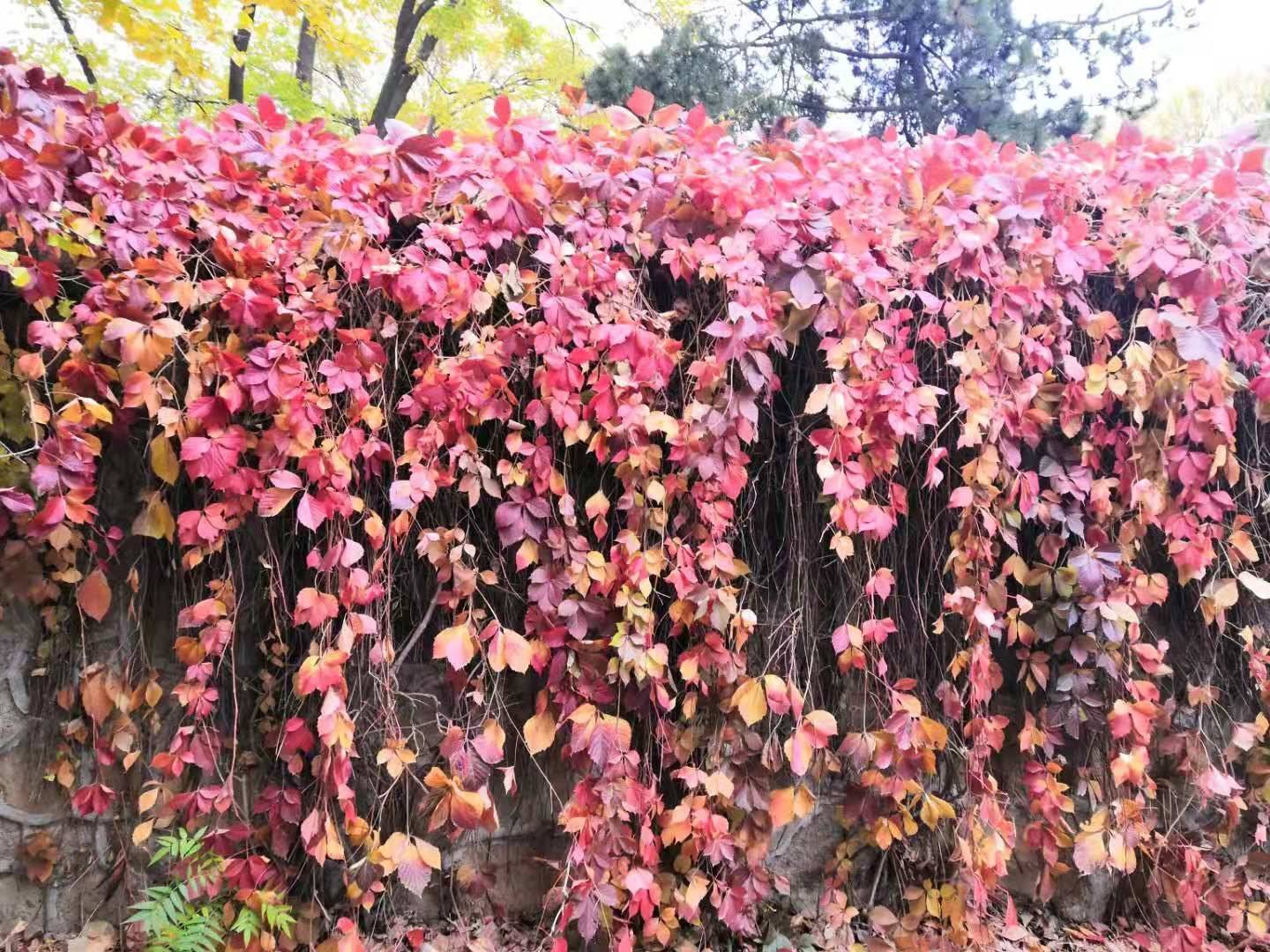 中国大学|清华北大是中国大学前两名，第三名到底是哪所大学？