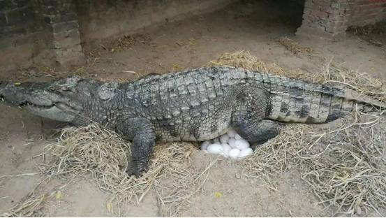 女人梦境中的水蟒，解密潜藏的寓意与象征