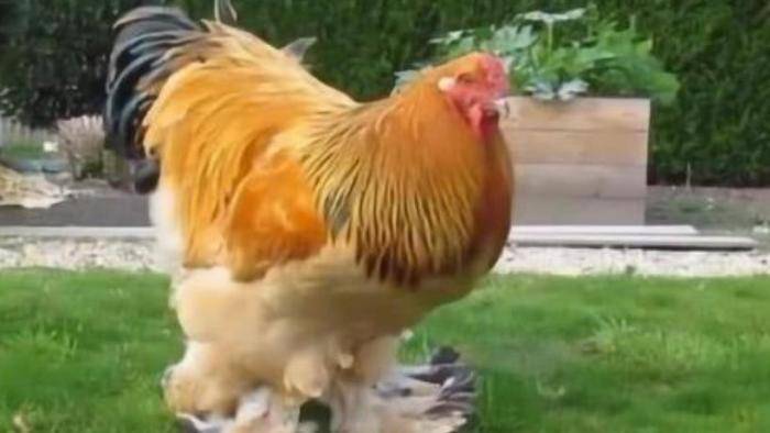 世界上最大的鸡图片 34c203b5e9444fb4a9e3eb8cdb9be73e.jpeg