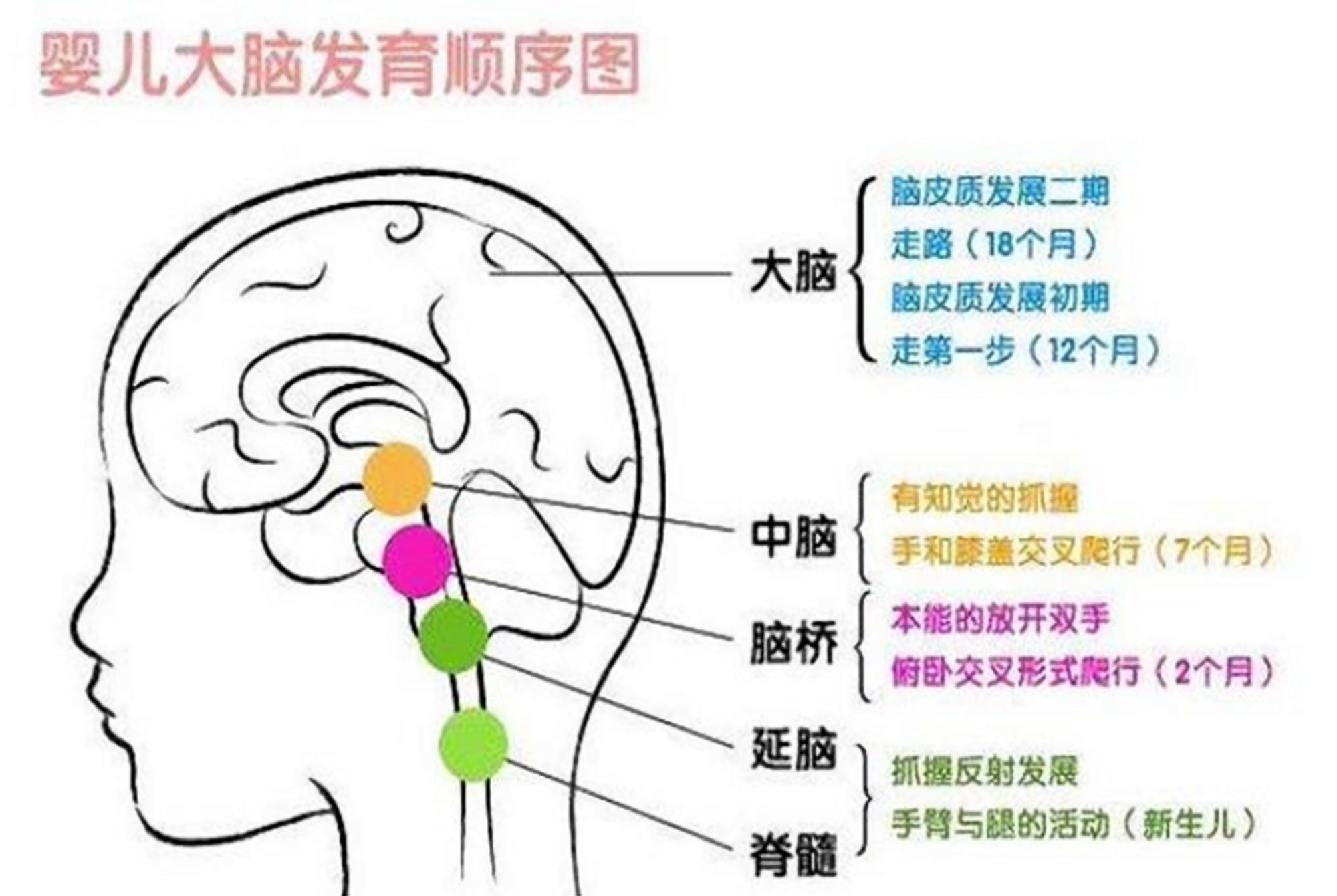 大脑|哈佛研究指出：孩子有三次大脑发育的高峰期，父母起码要抓住一次