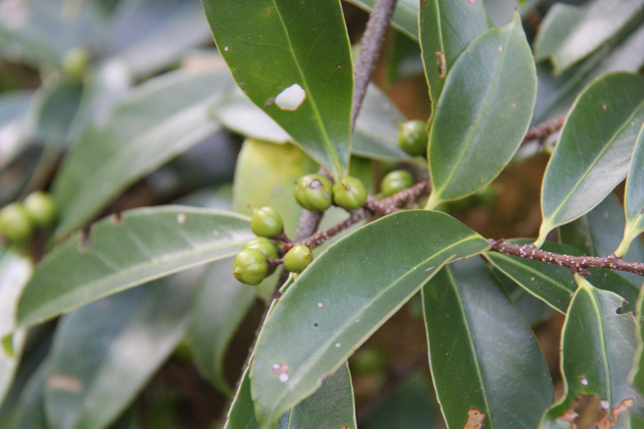 庆元植物1221卫矛科南蛇藤属过山枫