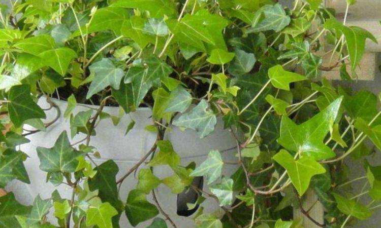 适合在家里养的四季常绿的植物 229124ab268f46259254ea5145ecc7a6.jpeg