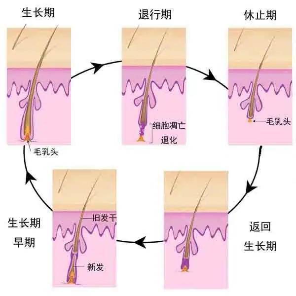 有手毛怎么办