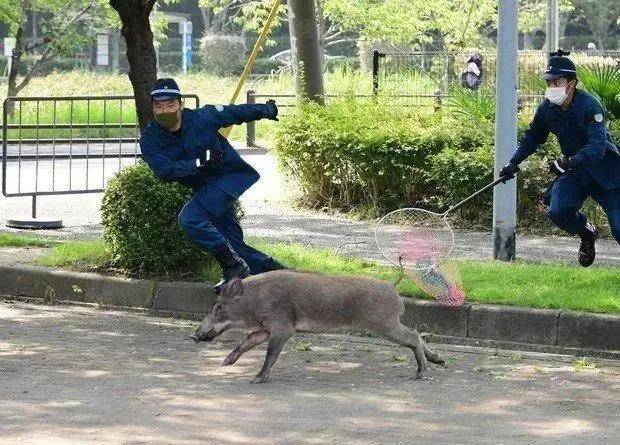 日本警察捕捉野猪上日推热搜,画面太魔性被做成了表情包!