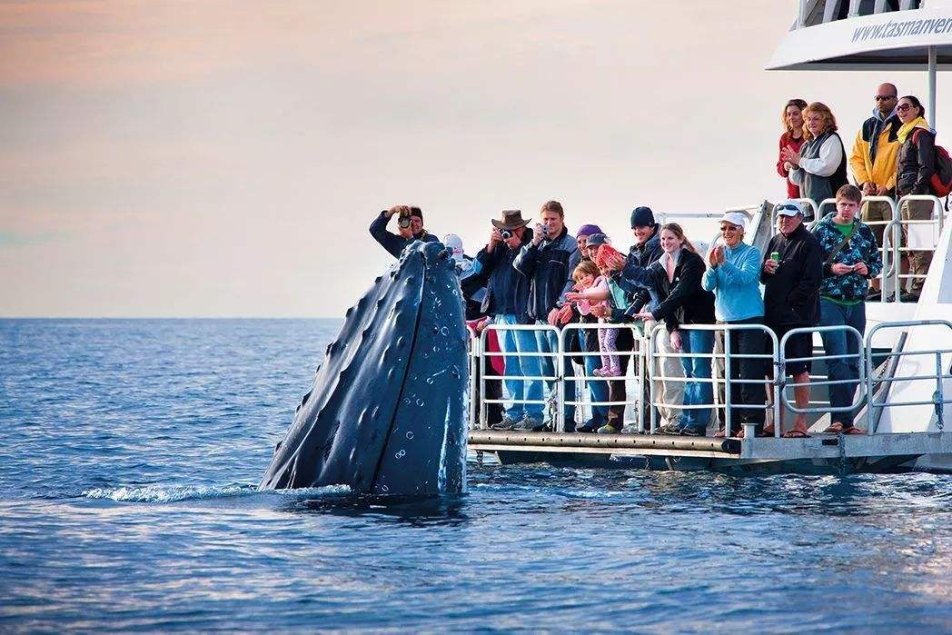 原创加拿大温哥华岛怎么玩才有趣，观鲸和看三文鱼洄游你会怎么选