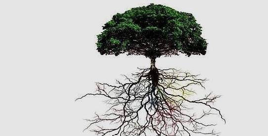 盆景长得好全靠根来带,3个方法让树木根系发达健壮,植物更健康