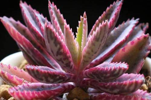 不死鸟多肉视频 4291890d4969461bbc817594d38ca490.jpeg