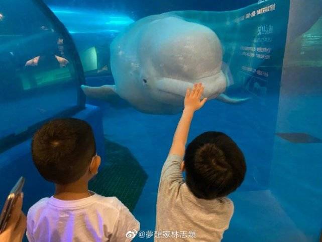 哥哥|双子星好激动，11岁黑米哥哥超爸爸肩膀林志颖带仨儿子逛海洋馆