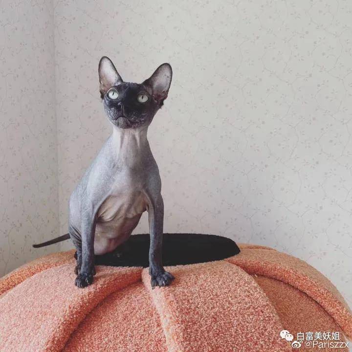 I'am|上海15岁富二代背景神秘不可说，王菲女儿都不敢抢她风头？