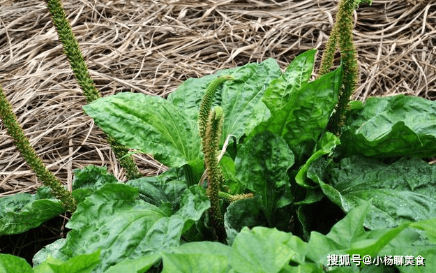 原创每天坚持喝车前草泡水,除了祛痰止咳,以下好处收入囊中!