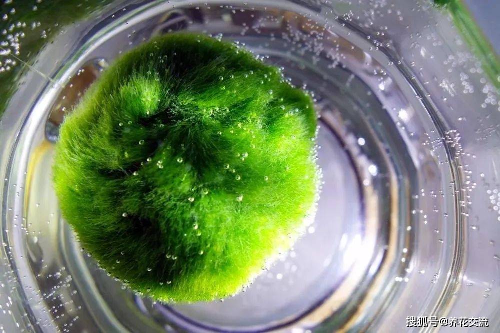 适合家里养的水生植物 68a877ee0ec4438b9d1915dc3bc43fc8.jpeg