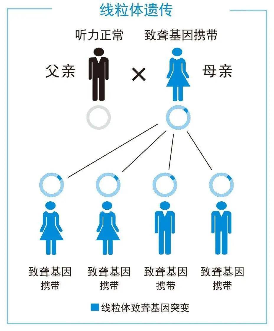 耳聋基因检测突变gdp_耳聋基因检测结果(3)