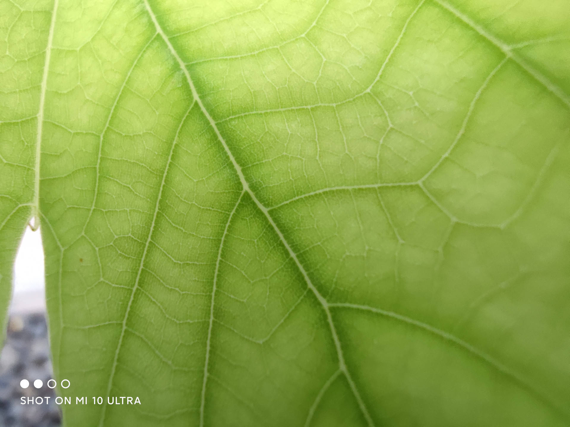 小米|年度水桶旗舰？小米10至尊纪念版上手体验