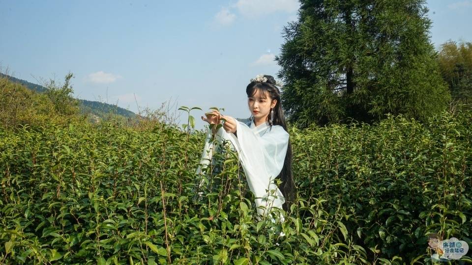 六安|世界上唯一单片生叶制成的无芽无梗的茶叶 名字特别 更是茶中精品