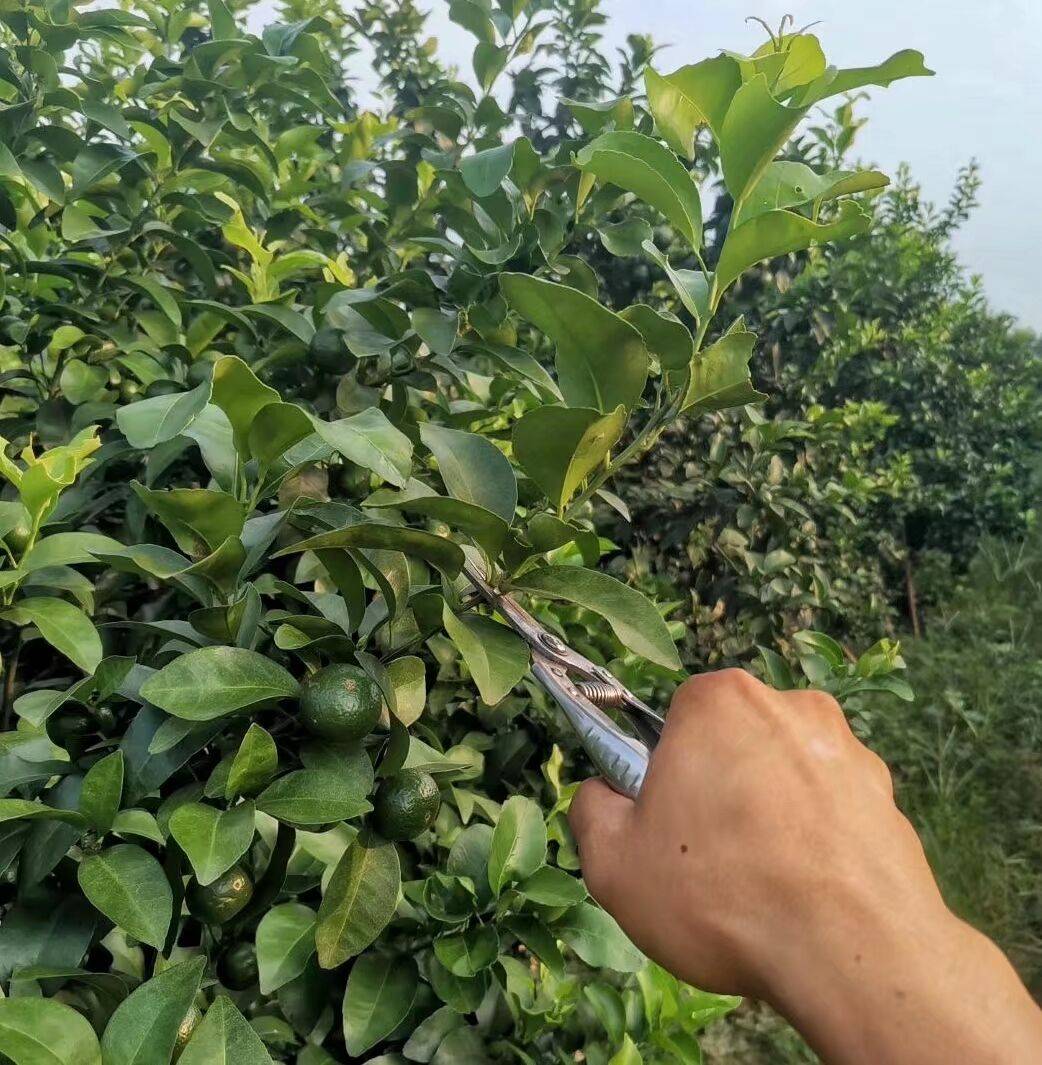 柑橘放秋梢要点(完整版),时间,施肥,修剪,病虫害防治!