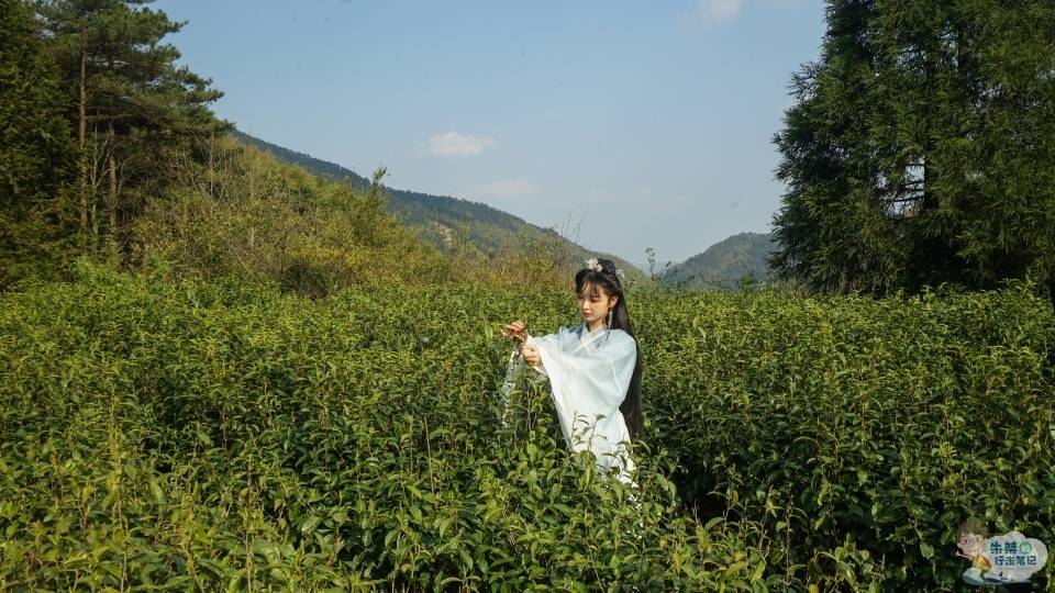 六安|世界上唯一单片生叶制成的无芽无梗的茶叶 名字特别 更是茶中精品