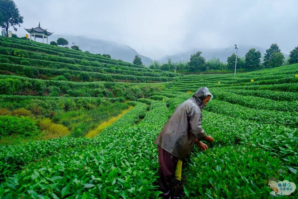 六安|世界上唯一单片生叶制成的无芽无梗的茶叶 名字特别 更是茶中精品