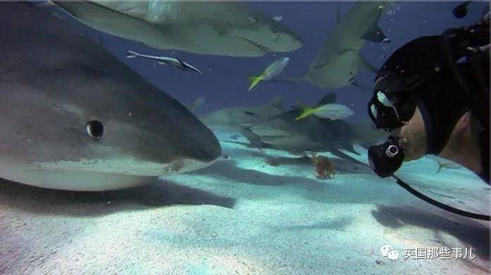 一个小举动,他跟一只野生虎鲨成了20年的好朋友