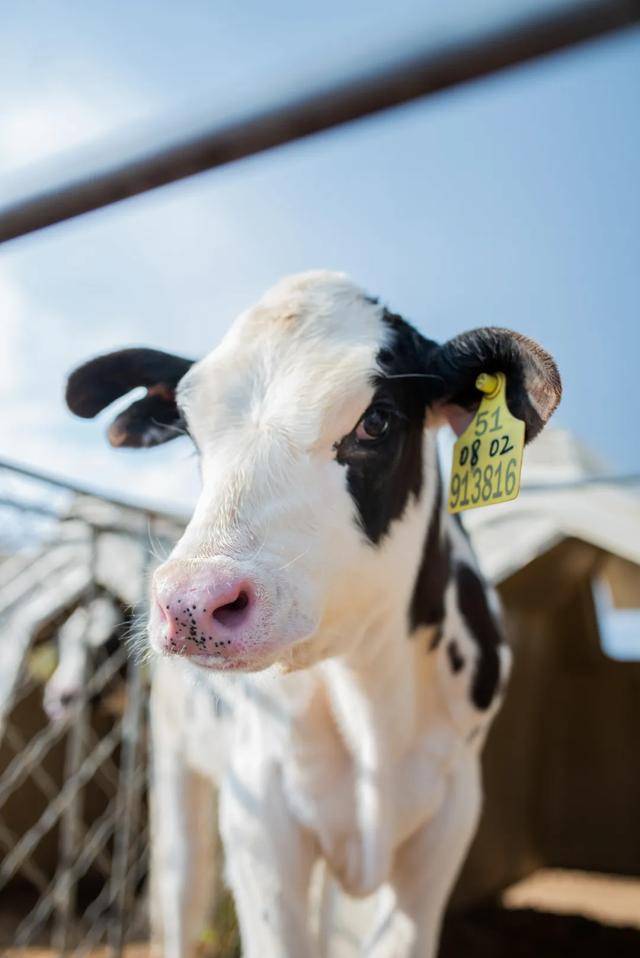 自白|一头牛的自白引发的思考