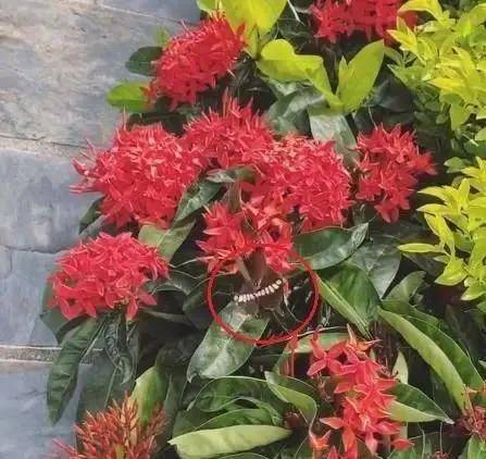 母之痛|原创三十而立的黄芷晴，沉浸失母之痛，被爸爸黄日华爱进骨子里