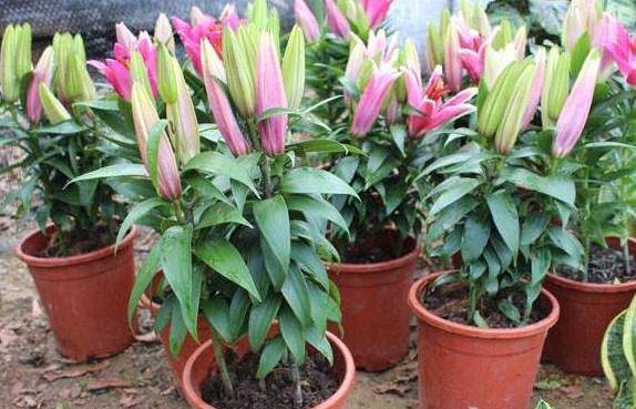 百合的种植方法怎样才能多开花 82f1c16d24e848429c9f2eccd46d8bde.jpeg