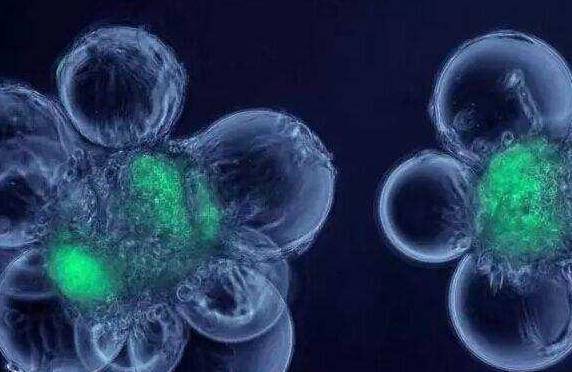 什么是基因干细胞治疗 521480af9a114fa4a294289979b813f3.jpeg