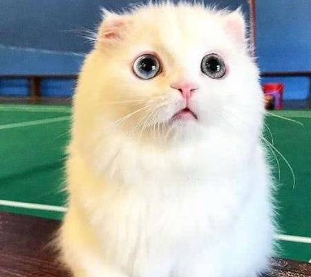怎么测是否对猫过敏 a88e32e616544168b0cb58e54aa8c113.jpeg