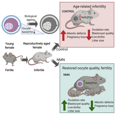 中国科技部：提升NADH有望改善高龄女性生育难题