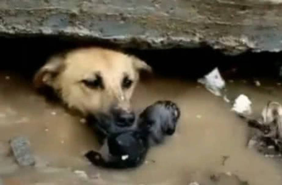 流浪狗雨天挣扎在泥坑,男子刚欲上前帮它一把,却被这一幕感动