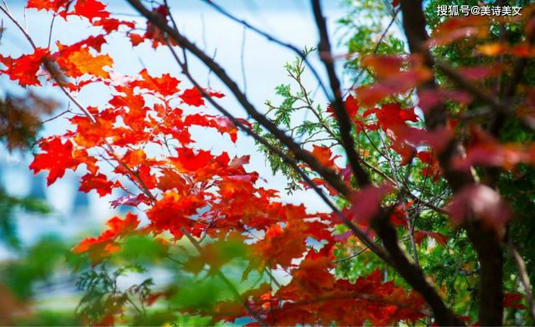 五个字的诗句秋天 ea663ff47a9248fab1932adba23ca88e.jpeg