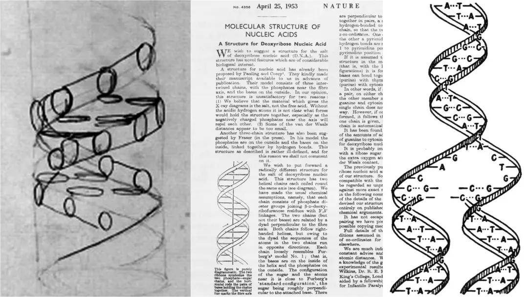 首页 心理情感 本文 dna双螺旋结构发现者的双螺旋图画,记录了dna"双