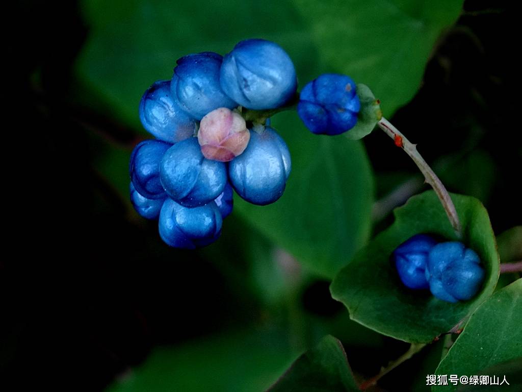 用中国人的思维方式,既要有中国文人的审美,也要有中医对植物的理解