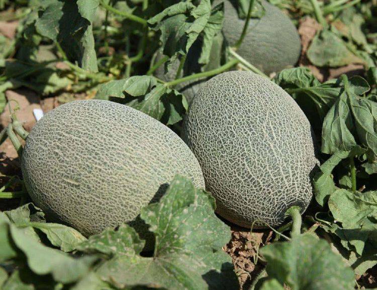 维生素|排毒养颜、延缓衰老，早吃早受益40岁女性爱吃3种食物