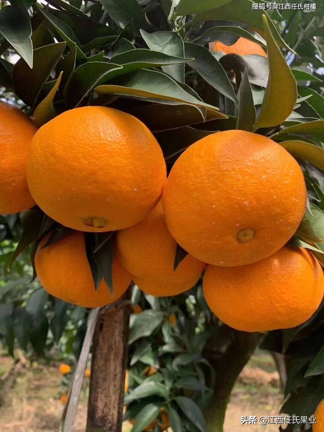 黄美人柑橘是一个晚熟柑橘品种,果皮金黄色,果面光滑,略扁圆型,无核