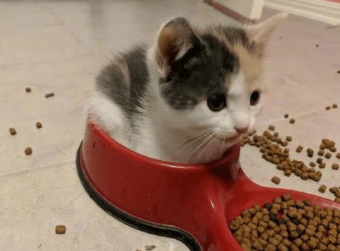 怎么看小猫有几个蛋 b2482904114e41ec833e5a6471a59567.png