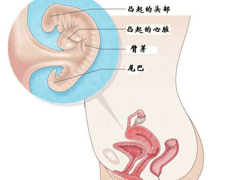 怀孕40天了怎么办