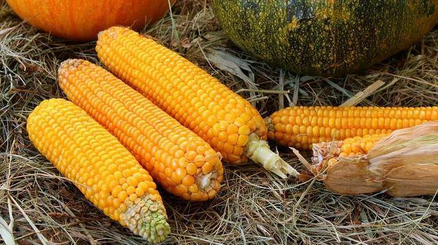 如何挑选玉米面粉 fd3fb4f00df6471a98b3792e9fcfb08e.jpeg