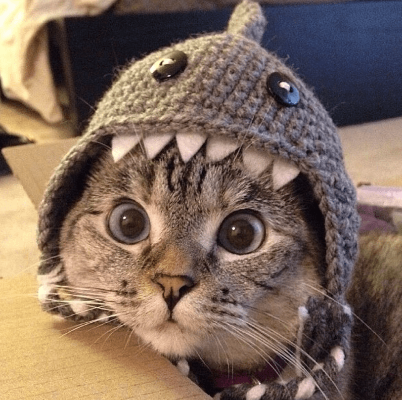 4516a9cad7524257ab2c7476e54c53e4.png