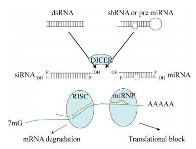 原创乙肝在研新药ALG-010133，人体临床1期，完成首位给药