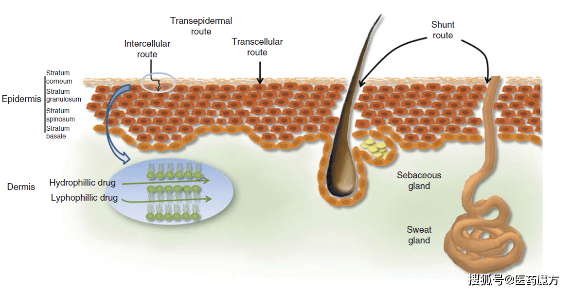 经皮给药制剂的药代动力学和生物分析