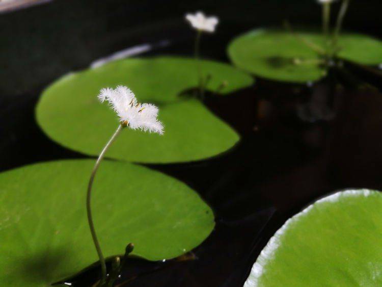 此花代表着怡然自得,可以送给优雅的女性令人陶醉,也能净化水体