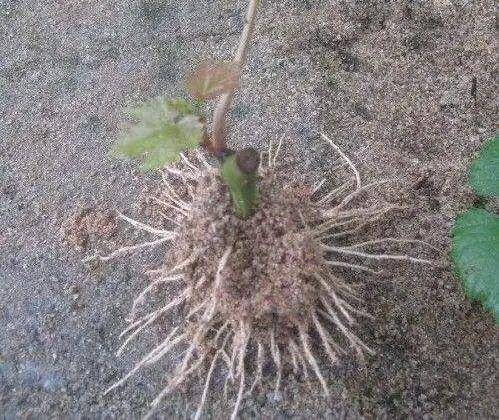 盆栽葡萄养根方法 8f1053b6a1e54c3980b3b047584b588c.jpeg