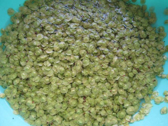 西红柿|西红柿的50倍,健脾安神,睡眠好一觉天亮它铁含量是菠菜的11倍